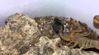 Yellow Ground Scorpion vs Daring Jumping Spider
