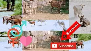 Donkey mating #donkey #video 