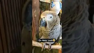 That Look When African Grey Is Done With You 😅#parrot