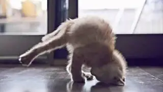 Funny animals doing stupid things 13