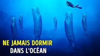 Faits sur les animaux marins qui vont vous tenir &eacute;veill&eacute; (comme ils le sont toujours)