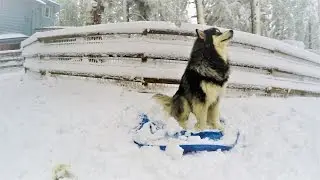 Alaskan Malamute Destroys Pool after Spring Blizzard 2017 in Colorado