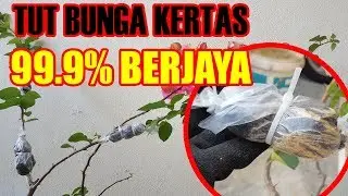Kaedah tut/cangkuk bunga kertas (bougainvillea)