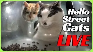 9 Hello Street Cat Feeders LIVE 24/7 😸💞 Happy Canteen, Auspicious Restaurant, Lucky 7-11 II + More