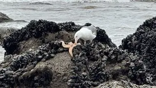 WORLD OCEAN WEEK: Gulls Just Want To Have Fun with Gaviota State Park
