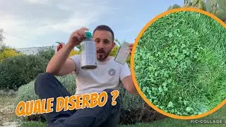 Diserbanti a foglia larga per dicotiledoni nel tappeto erboso