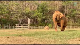 Elephant Rushed Back Responding To Their Voices With Shouts Of Her Own - ElephantNews