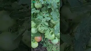 Unnamed Dwarf Tomato With 25 Tomatoes On It