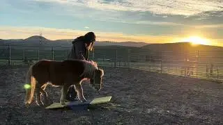 The Mini Horses Got A New Toy!