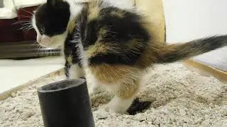 Little Kitten poop in sand