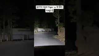 Tiger 🐅 School Jhargaon Marchula | Marchula Tiger Attack | Jim Corbett Night Drive #tiger #shorts