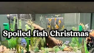 Merry Christmas fish#HereComesSantaClaus#Christmas#fish#fish, keeping hobby