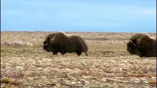 The Ancient Ones&mdash;Hunting Muskox