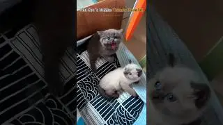 The Cat's Hidden Talents Revealed