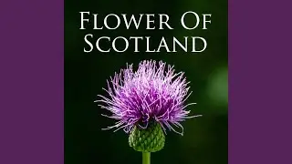 6/8 Marches - The Heights of Cassino / The Sweet Maid of Mull