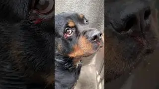 Rottweiler Bubzee Ki Aankh Fas Di Street Dog Ne #shorts #dogs #rottweiler #youtubeshorts #trend
