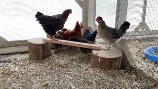 Chicken Coop Building Tips: Make Cleaning Easy