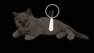 Can you guess the animal just from small parts? | Fun Animal Quiz | Quiz with animals