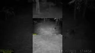 Bedded deer chewing cud #deer #trailcam #deerhunting #wildlife #hunting #animals #deerbehavior