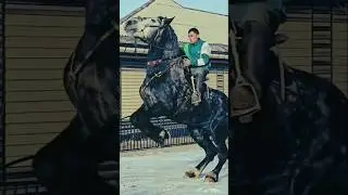 Most beautiful horse video in the world | most expensive horse breeds in the world #horses #animals