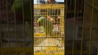 Parrot Mithu🦜❤️#parrot #viral #shorts #funny #birds