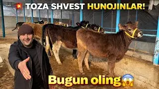 BUGUN KELDI! ABDULLOH DAN SHVEST HUNOJINLAR 💥