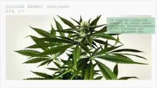 FLORACI&Oacute;N Golden Berry GENOFARM 250W