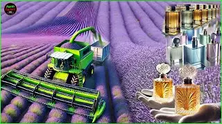 How The Most Expensive Perfumes Are MADE | Perfume Manufacturing process - Mixer and Pack in Factory