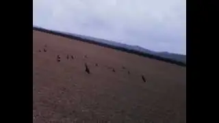 crow decoying