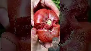 These Famous Indian Vegetables Are Actually Foreign!&nbsp;#shorts&nbsp;#plants&nbsp;#farming#trending