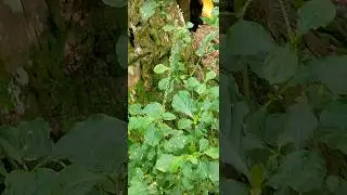 Achyranthes aspera#Karal haba#🙂🙂🙂#short#medicinal plant#home garden#Horana