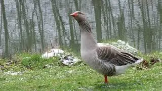 The ol' grey goose, MVI 7949