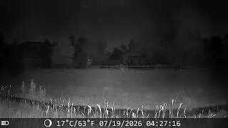 Two Foxes at Night