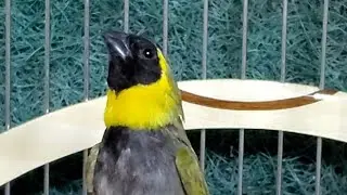 Pichon Del Pinar Canta Campanilla