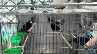 I Spent Hours with Hill Myna Birds and Discovered Their AMAZING ASMR Secrets