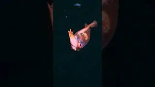 СТЕКЛЯННЫЙ КАЛЬМАР &mdash; невидимое чудо морских глубин! 🦑✨ | TANKED IND | @tanked_ind