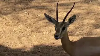 #Dubai Al Maha, a Luxury Collection Desert Resort & Spa, Dubai | Arabian Gazelle lives around villas