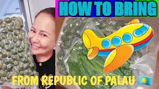 HOW TO BRING ON A FLIGHT FROM REPUBLIC OF PALAU 🥰