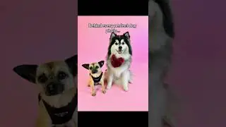 Behind every perfect dog photo there&rsquo;s always&hellip;. #dogs #doglover #pomsky #puppy #doglife #cutedog