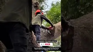 Safe Tree Removal Using the Top-Down Method !! #innovation #tool #tools