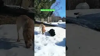 Команда лабрадоров Джаст Лаб #labrador #суперсобака #puppy #labradorretriever