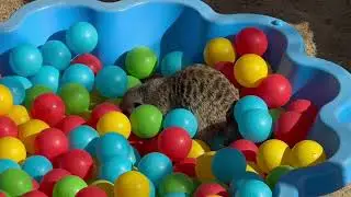Hedgehog facts you didn't know.