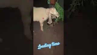 kajli female delivered to jhang #kajla #bakra #farmanimal #Mundra #goat #Tedda #livestock