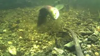 sockeye salmon spawning