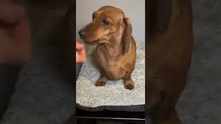 Dachshund&rsquo;s Spa Day at Night