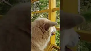 Cable car ride with Tomas 🐶🐕 #bossjtripandemem #youtube #cablecar #campsabros