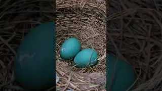 Blue Eggs | American Robin Nest 🪺
