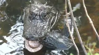 Alligator swinging his fish and then holding it like a trophy. In The Villages, Florida