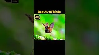 #BeautyOfBirds  #WingsOfNature  #BirdWatchingDaily