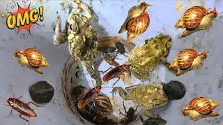 catch all kinds of insects i see at night, toads, snails, ants, cockroaches, stink bugs...